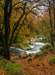 Autumn Colours, Golitha Falls, Cornwall