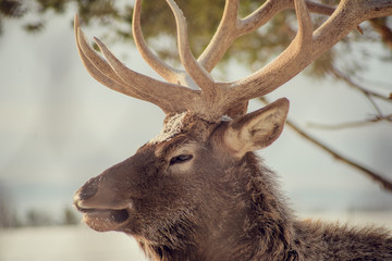 Fototapeta premium Red deer on an animal farm in winter