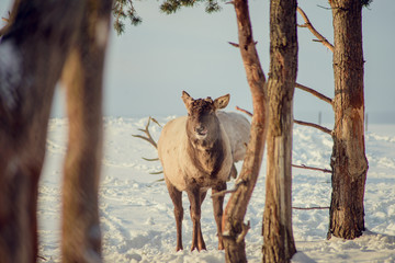 Red deer on an animal farm in winter