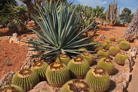 Botanical garden Botanicactus near Ses Salines on Mallorca
