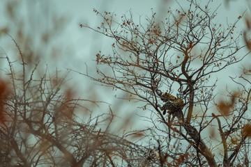 Leopard resting on a tree in Etosha