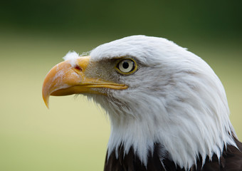 side face portrait of a bald eagle on a soft green background