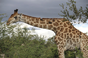 Closeup of a giraffe with birds, Kruger National Park, South Africa