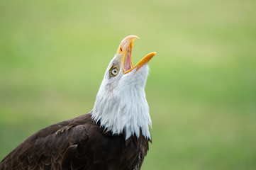 bald eagle with open bill on a soft green background waiting for food