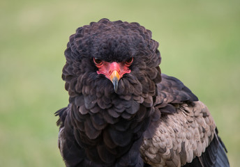 front view portrait of an bateleur eagle on a soft green background