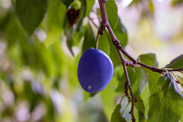 A plom in the plom tree in the garden