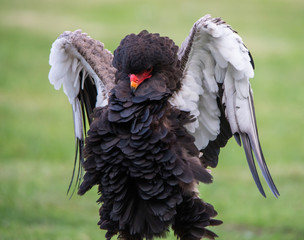 Fototapeta premium bateleur eagle with outspread wings on a soft green background - bird of prey demonstration