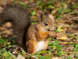 Naklejka na ściany i meble Squirrel with an acorn on the ground