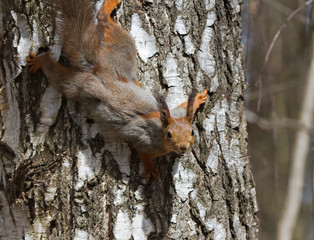 Squirrel on the birch tree