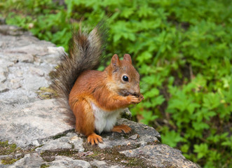 Naklejka na ściany i meble Squirrel with hazelnut on the ground
