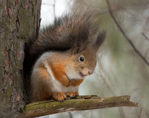 Squirrel on the branch
