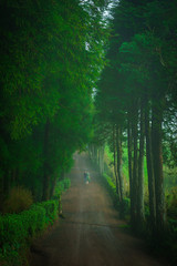 Fototapeta premium Red Trail in the green forest