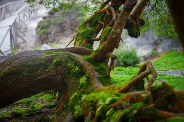 old fallen mossy tree, foliage, roots and mysterious shine with birds singing
