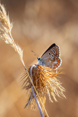 Polyommatus icarus. Butterfly photographed in their natural environment.