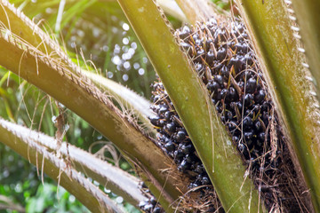 Plentifully Palm oil fruit ripen on the tree in the garden