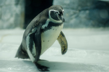 Penguin in the pond, behind the glass