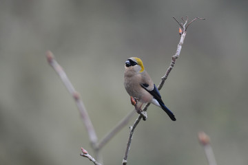 ブータンの野鳥　ズアカウソ