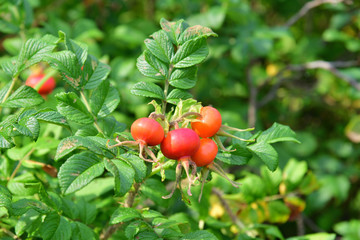 Rose hip