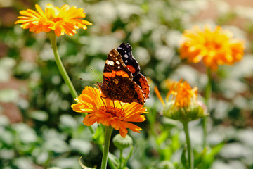 Beautiful butterfly on the orange flowers of calendula officinalis.
