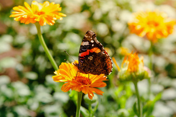 Beautiful butterfly on the orange flowers of calendula officinalis.