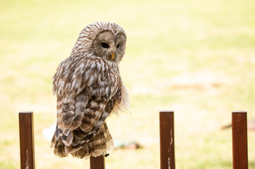 Ural owl sitting on a wooden fence looking back at camera