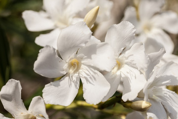 Orleanders (Nerium oleander)