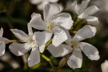 Fototapeta na wymiar Orleanders (Nerium oleander)