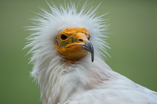 portrait of an Egyptian vulture with funny hairdress on a soft green background