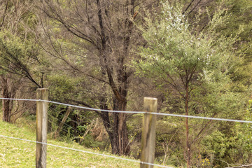 New zealand wilderness