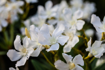 Obraz na płótnie Canvas Orleanders (Nerium oleander)