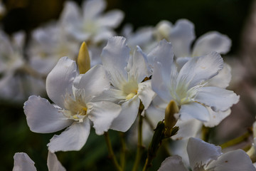 Orleanders (Nerium oleander)