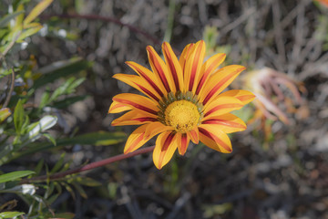Single Yellow Gazania or African daisy, (Asteraceae), with insects in center of flower