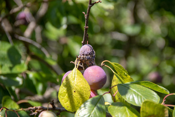One ripe and one decayed purple plum on a branch in the sunlight
