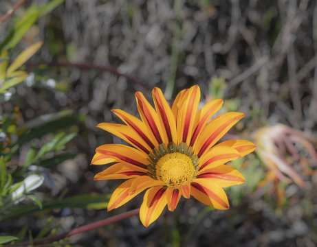 Single Yellow Gazania or African daisy, (Asteraceae), with insects in center of flower