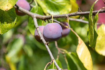 Ripe purple plums on a branch in the sunlight close up