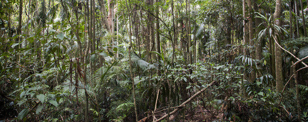 Tropical rainforest background