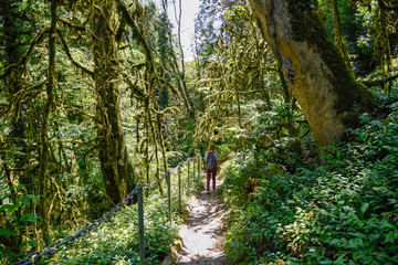 Hiker walking along a footpath among moss trees in the rainforest.  Tropical jungle
