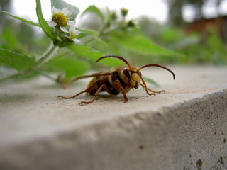 Hornet on concrete