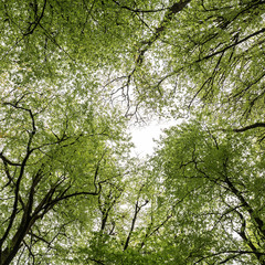 Fototapeta premium Spring Tree Canopy
