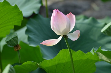 Lotus Flower