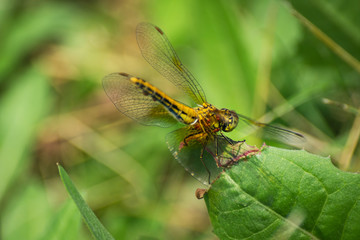 Closeup of A Dragonfly, Blurred Green Meadow Background, Bright Sunny Summer Day