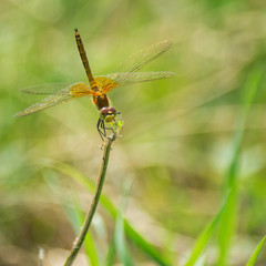 Closeup of A Dragonfly, Blurred Green Meadow Background, Bright Sunny Summer Day