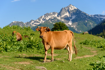 Fototapeta na wymiar Cow in the alpine meadow high in the mountains. Mountain meadows.