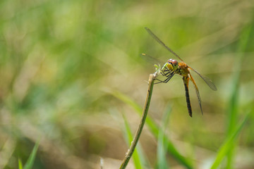Closeup of A Dragonfly, Blurred Green Meadow Background, Bright Sunny Summer Day