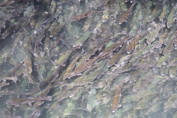 A school of trouts