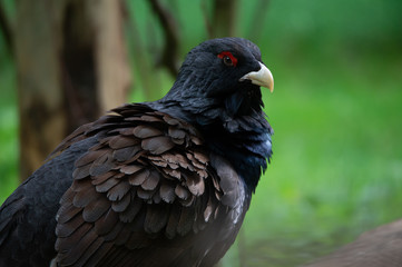 side face portrait of a male mountain cock