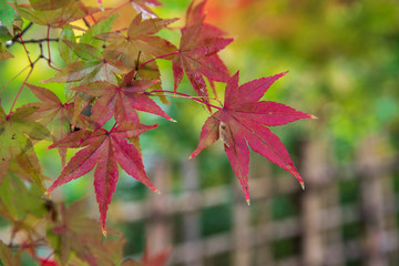色づき始めた紅葉