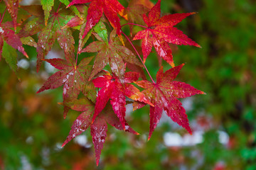 雨に濡れる紅葉