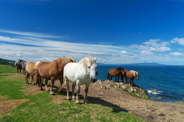 Fototapeta premium 【青森県下北半島尻屋崎】津軽海峡と寒立馬のいる風景