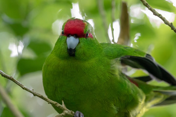 Kakariki Cleaning Feathers 